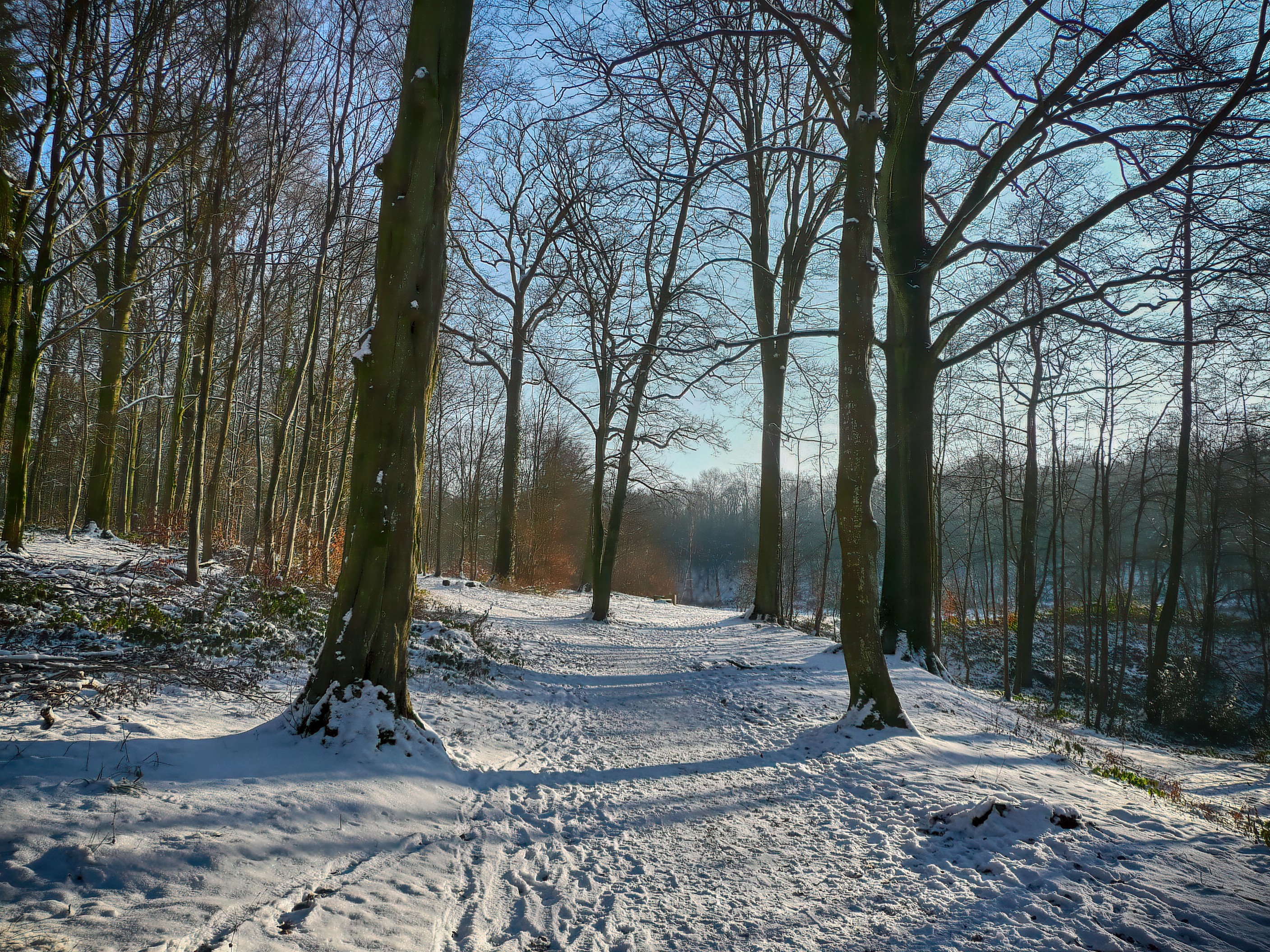 Forêt de Fourmies
